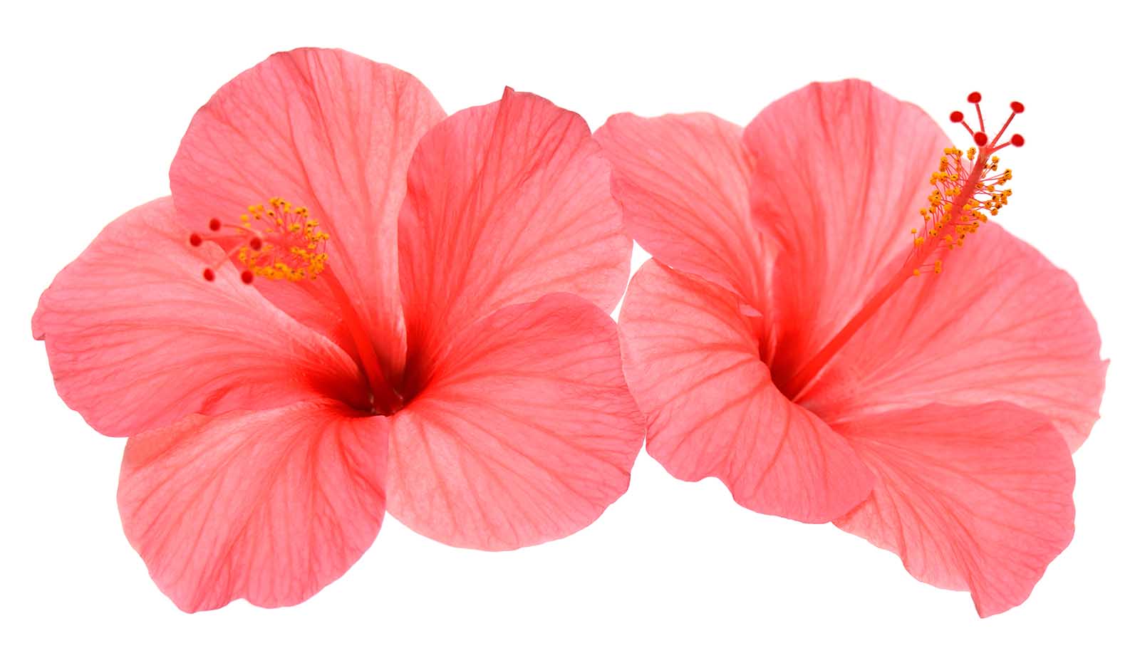 Luxury Hibiscus Oil: Benefits for Your Face & Scalp
