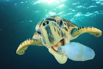 Biodegradable vs Compostable Materials and Sustainability
