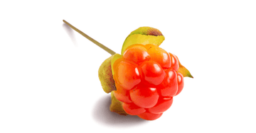 stock photo of a cloudberry