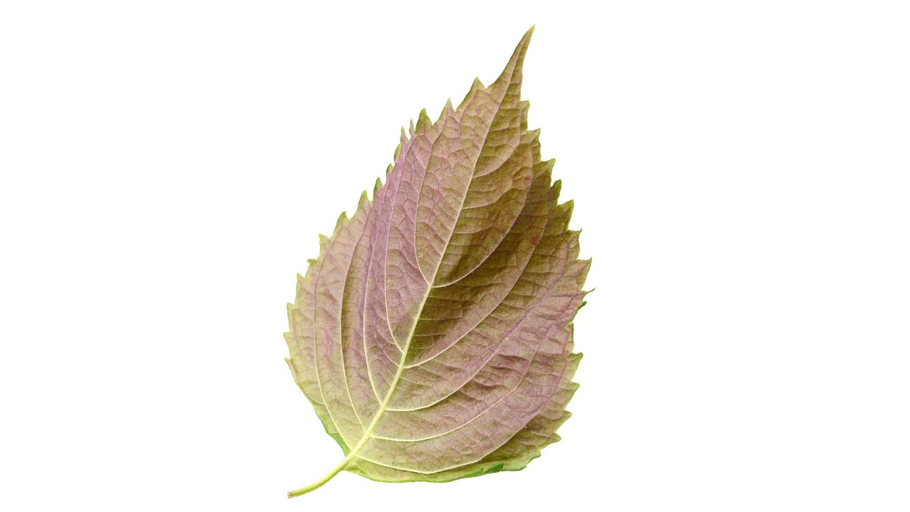 Stock photo of a perilla leaf
