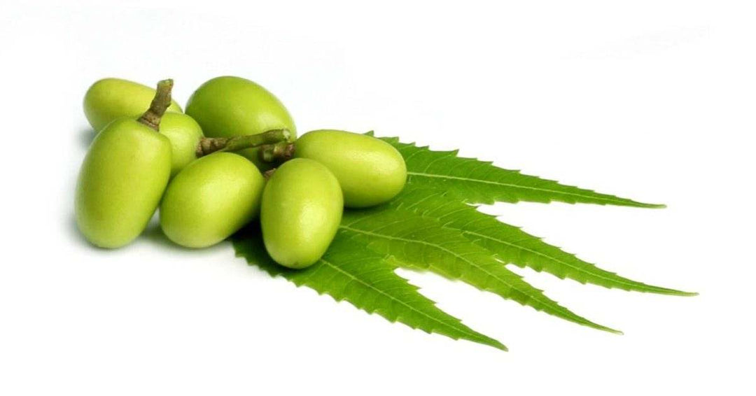 stock image of neem fruit