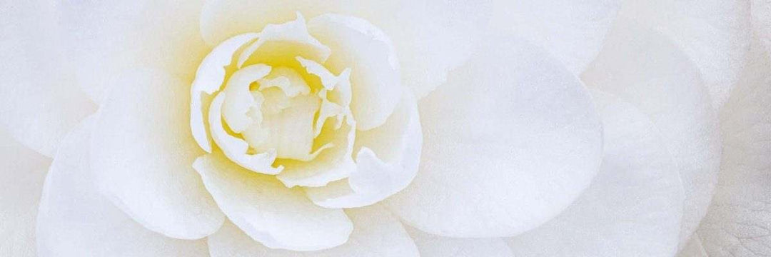 stock photo of a white rose