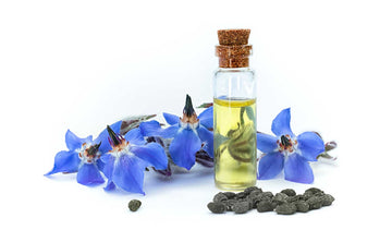stock photo of borage flowers with borage seeds and oil