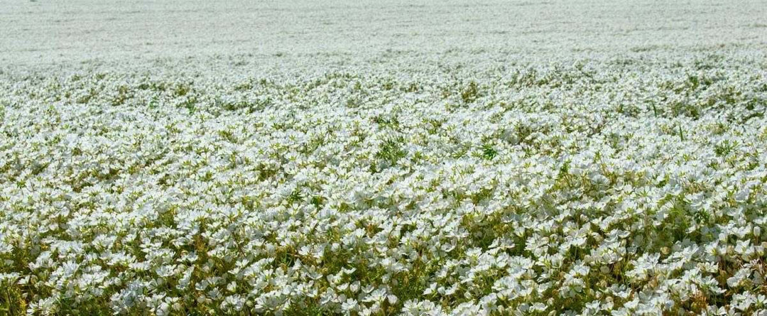 stock photo of meadowfoam flower field