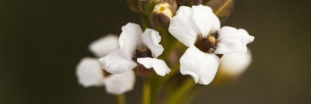 stock photo of abyssinian flower