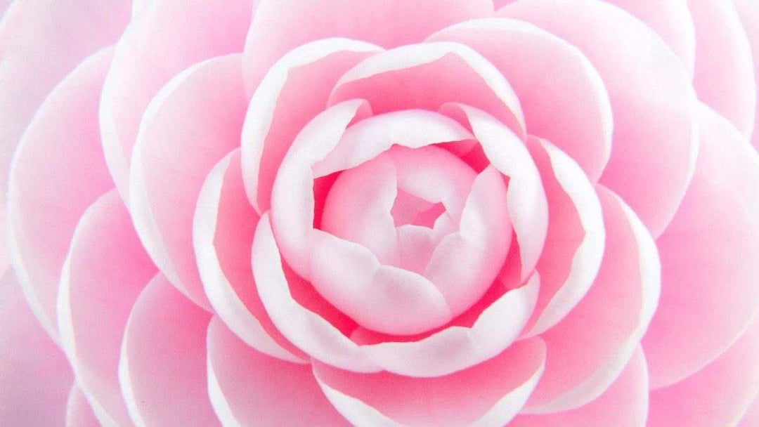 stock photo of camellia flower