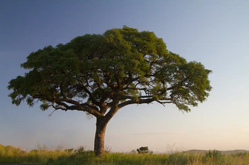 Stock image of African Marula Tree