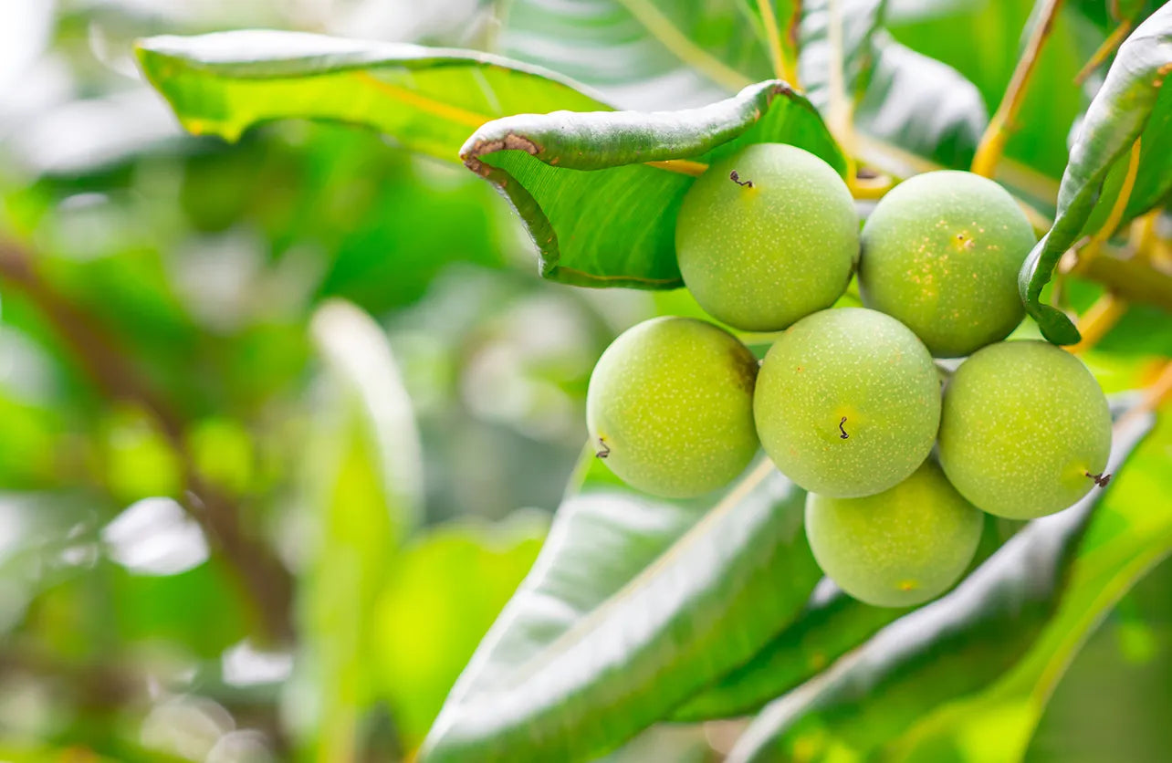 Stock photo of tamanu nuts on tamanu nut tree