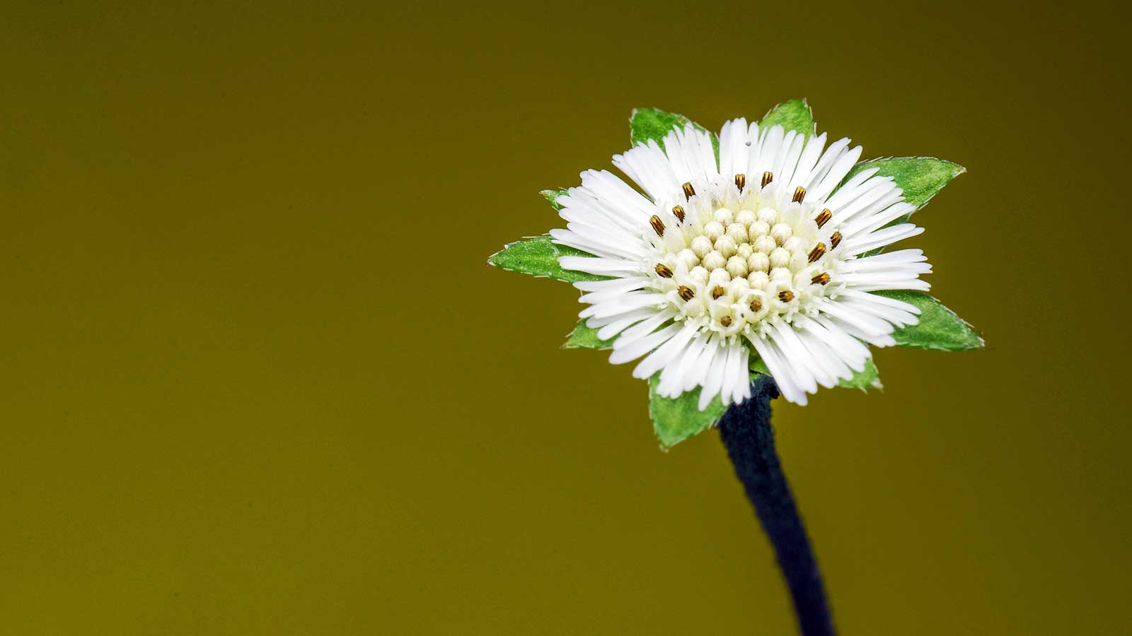 Stock photo of an Eclipta alba flower