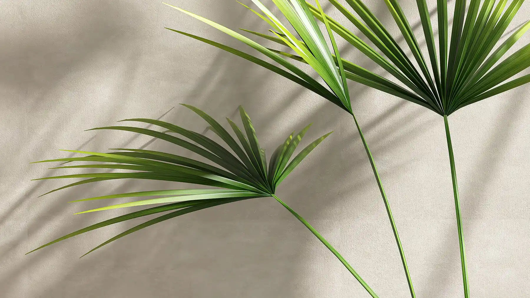 Bamboo Powder Benefits for Glowing Skin Bamboo Powder Benefits for Glowing Skin