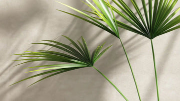 Stock photo of bamboo leaves