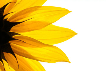 stock photo of a sunflower - closeup with white background