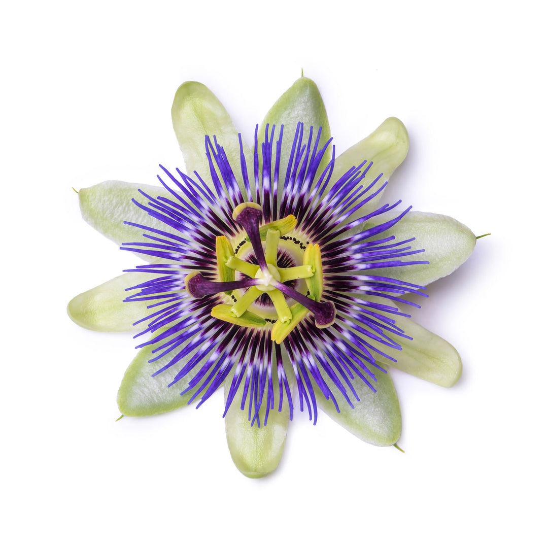 Stock image of a passionfruit flower