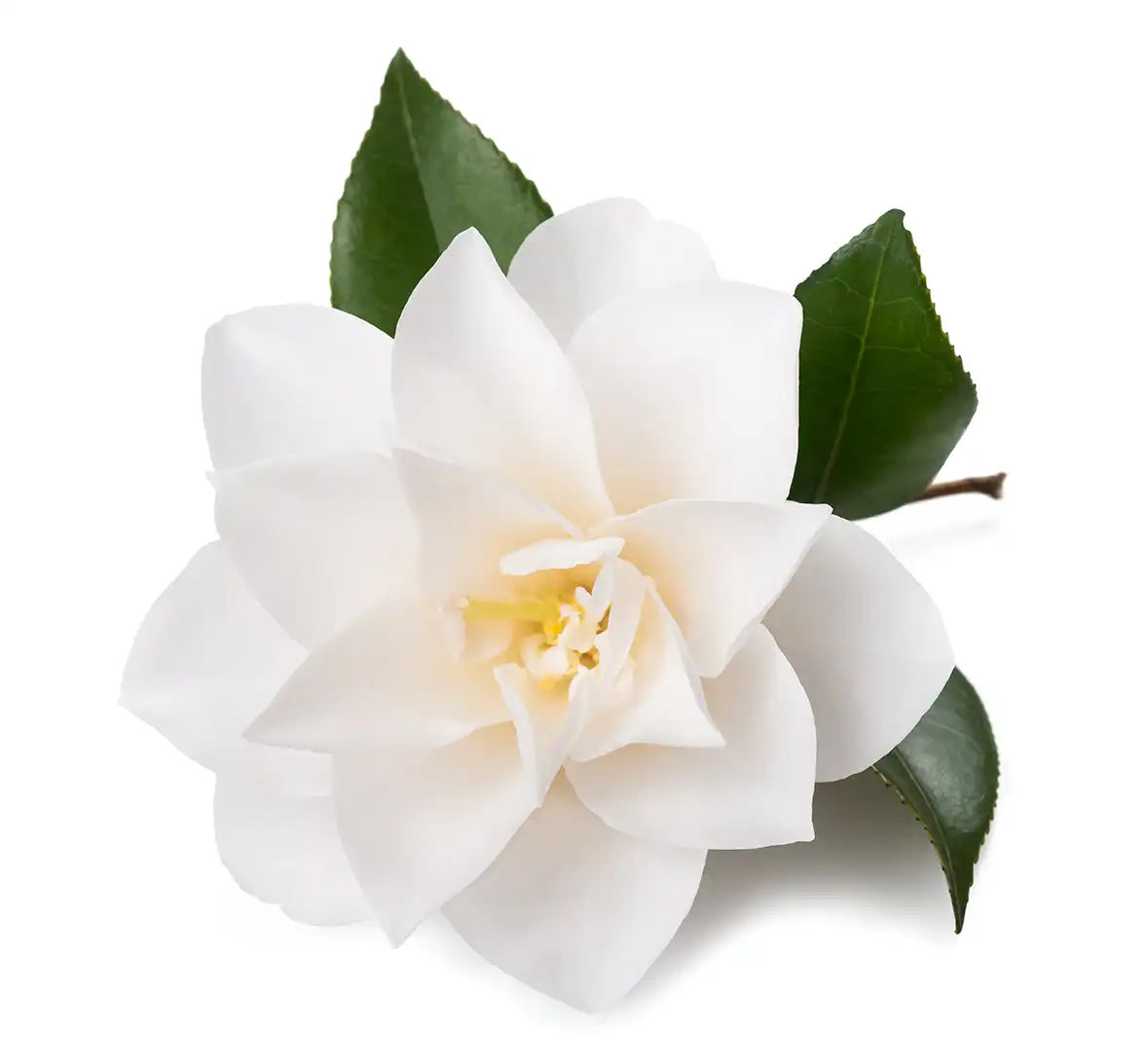 Stock image of camelia flower